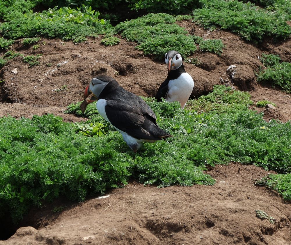 A puffin busily waddling past his wife - he can't stop, he's too busy transporting his Very Important Rock 