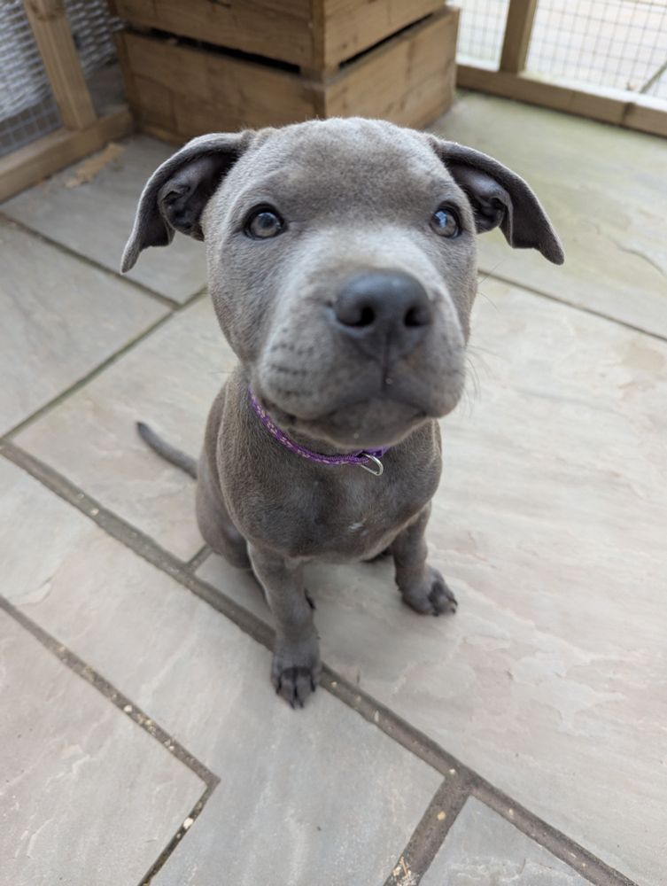 Cutey patooty 