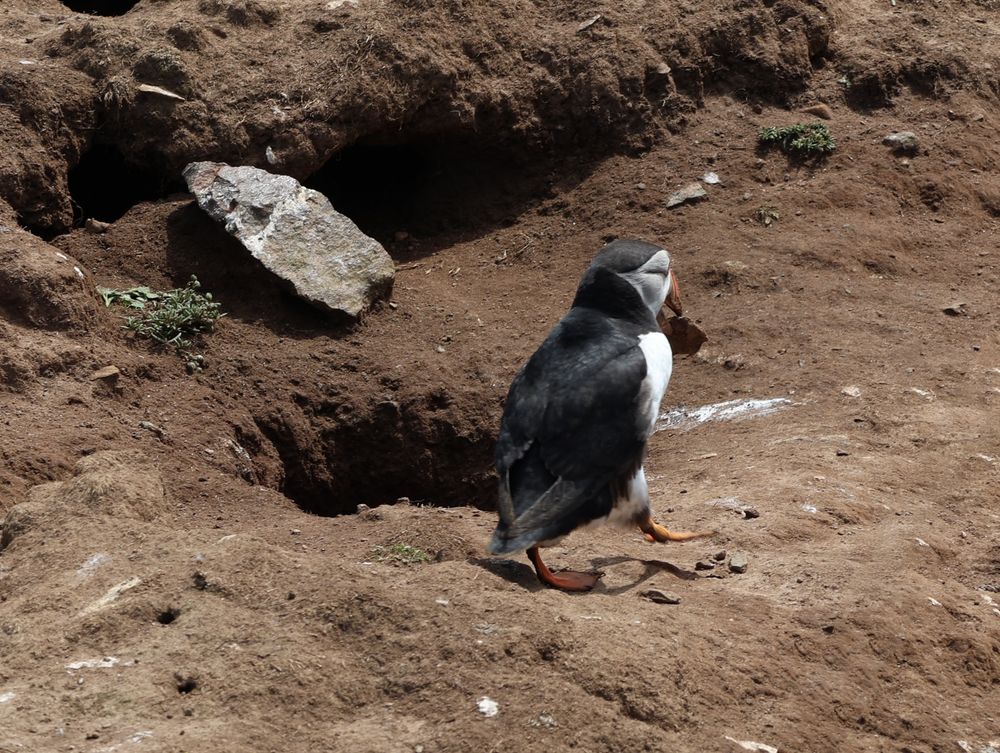 A puffin hurriedly waddling away with a Very Important Rock in his bill