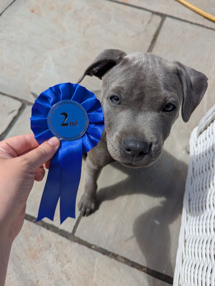 She won 2nd place in the Cutest Puppy category at the village dog show 🤩