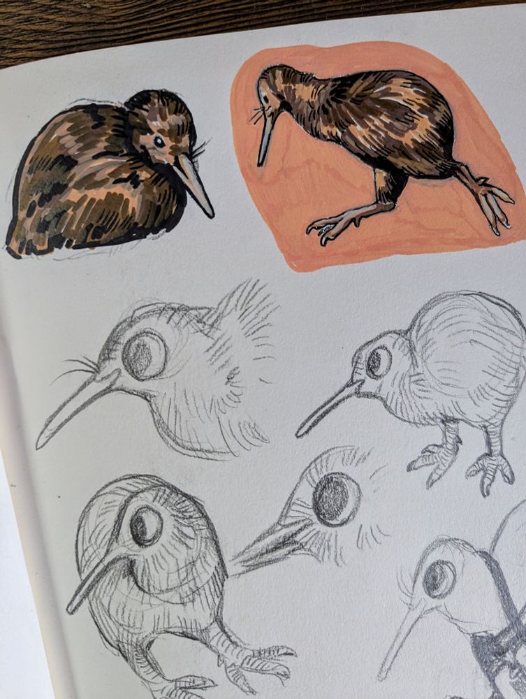 Kiwi sketches