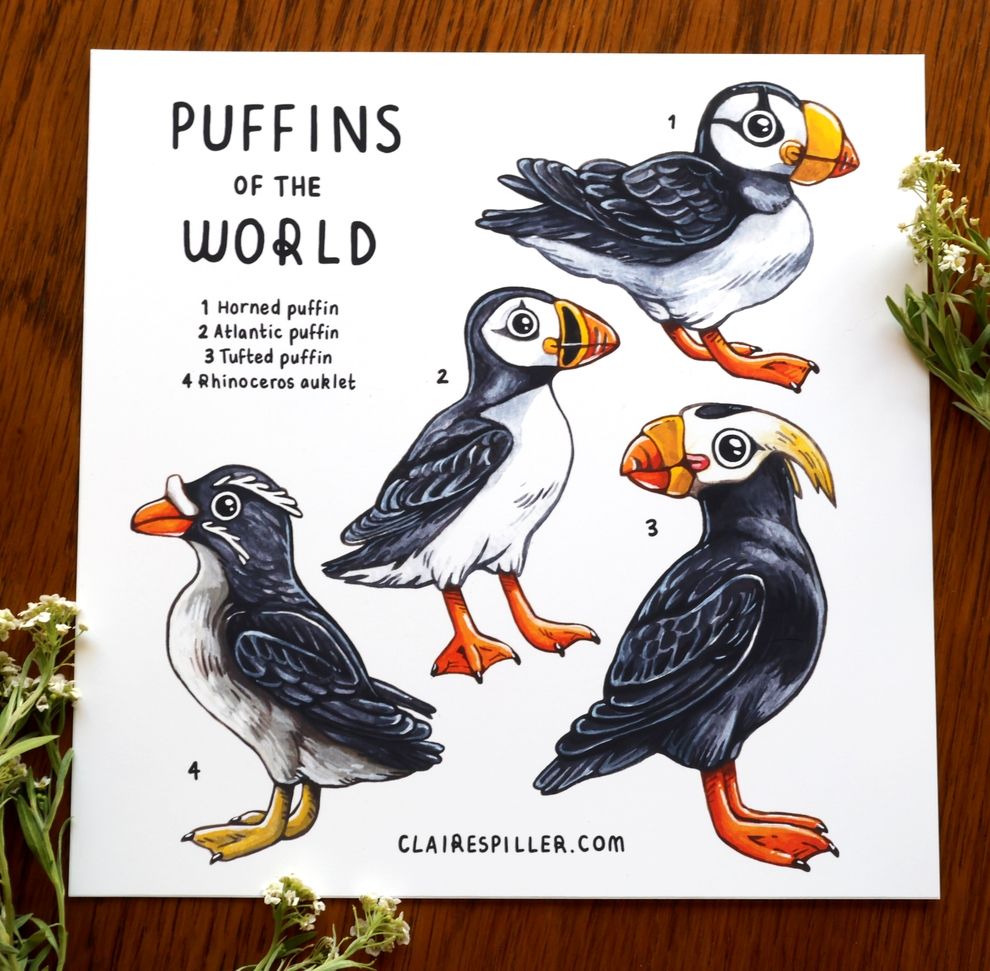 Puffins of the world art print