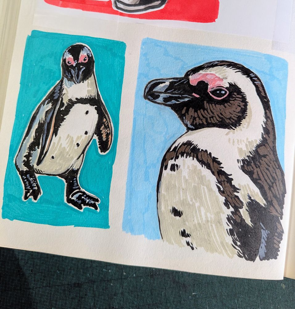 African penguin sketchbook artwork 🐡