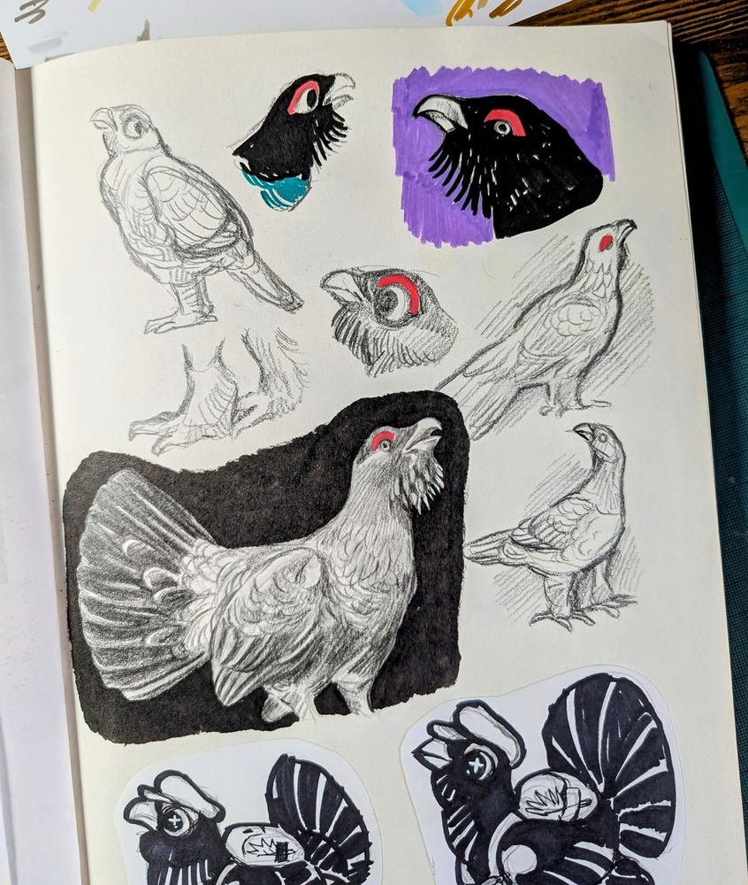 Sketchbook page of capercaillie drawings