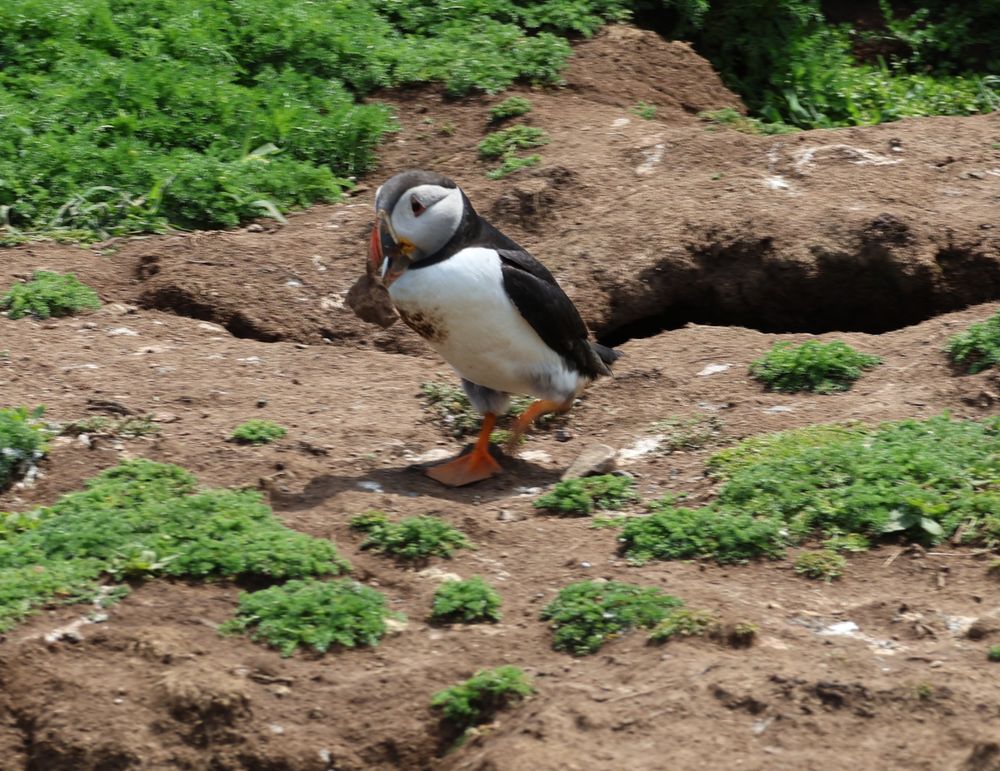 A puffin continuing his epic pilgrimage, transporting a Very Important Rock in his bill