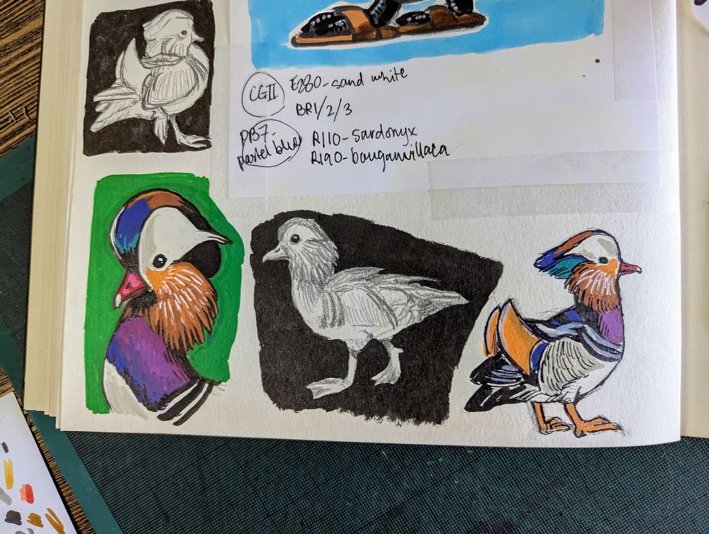 Mandarin duck sketches