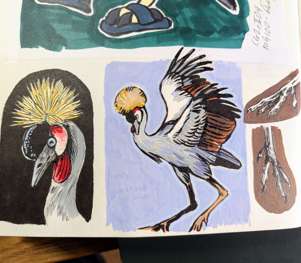 Sketchbook page of grey crowned cranes