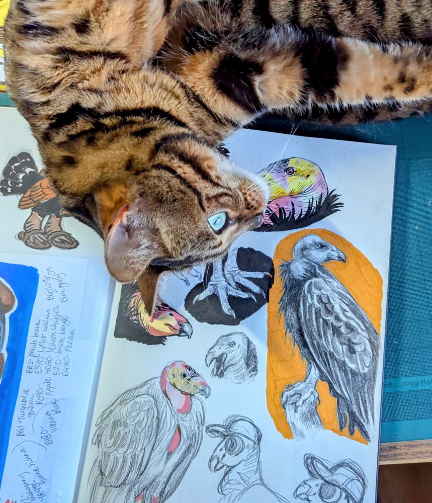 California condor sketches with a cat rolling around all over the sketchbook 