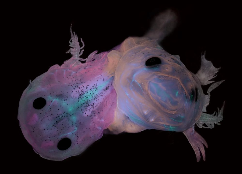 axolotls under a microscope