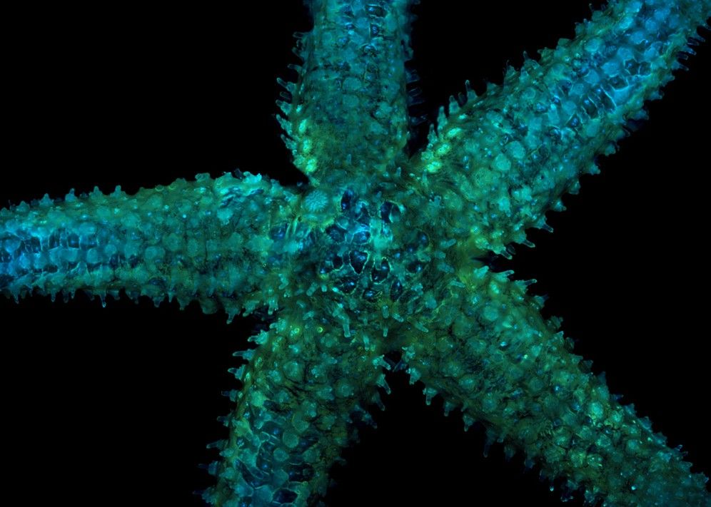 star fish under a microscope
