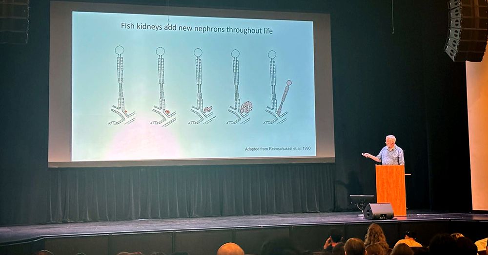 person talking on a stage, image courtesy of Romain Menard