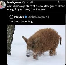 tweet over a picture of a fuzzy pig labelled 'northern snow hog': sometimes a picture of a new little guy will keep you going for days, if not weeks