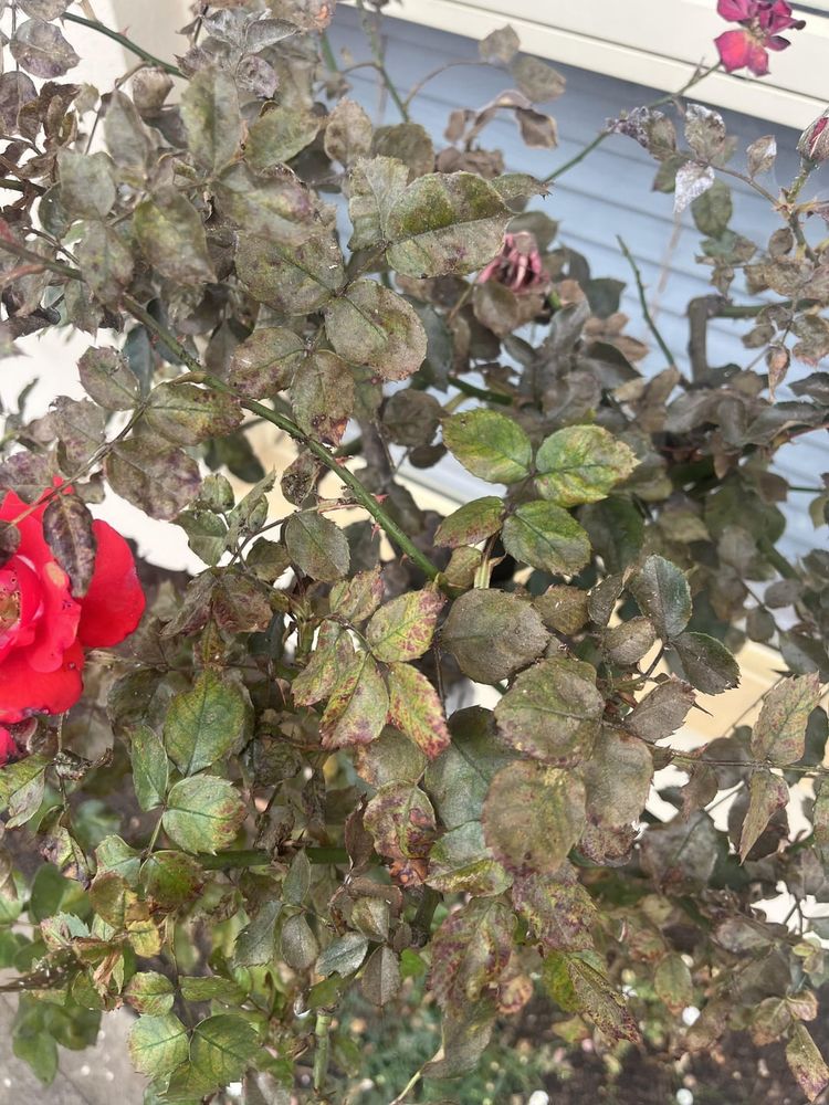 Need help with my rose bushes