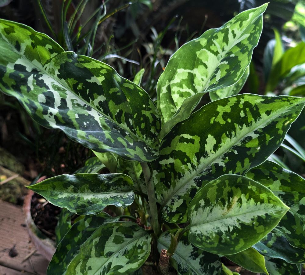 Aglaonema pictum tricolor