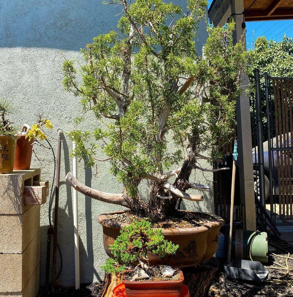 California Juniper 4 years of development.