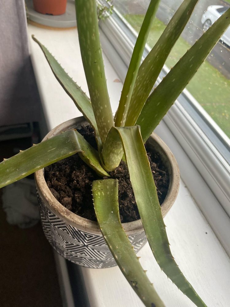 why is my aloe vera dying / floppy / bent