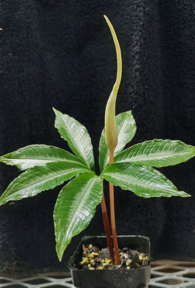 Amorphophallus myosuroides – The Mousetail voodoo lily