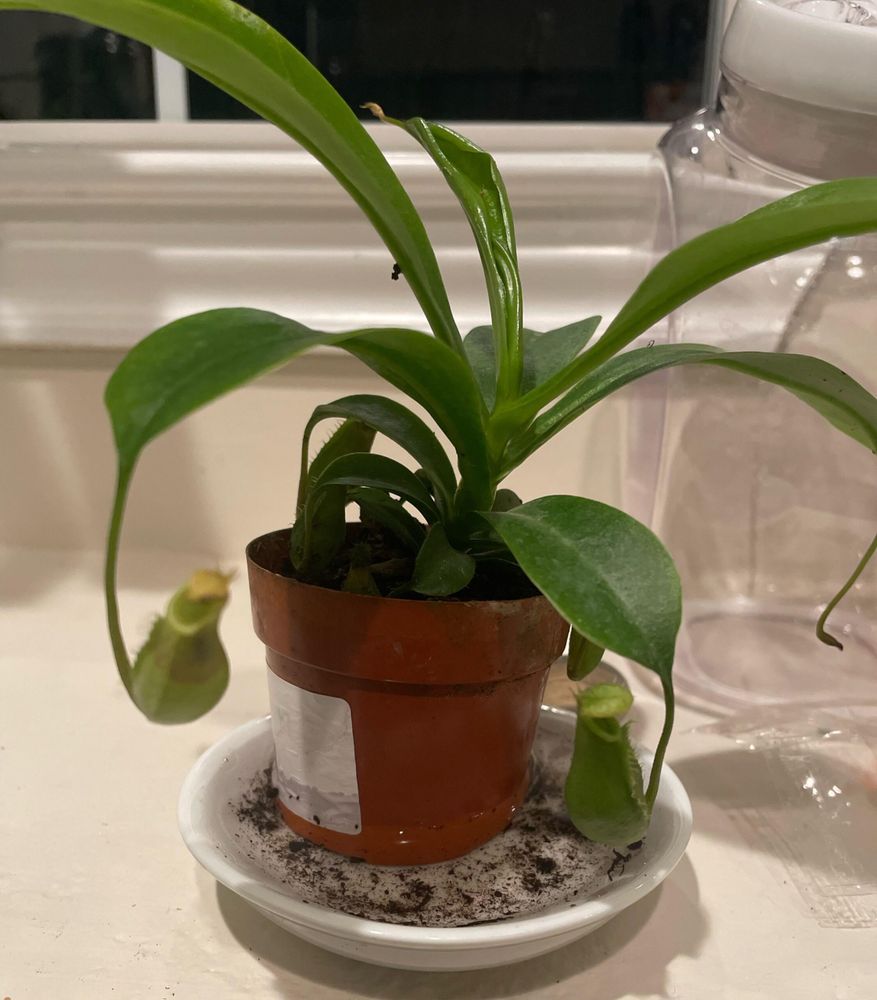 What kind of monkey cups plant did I buy?