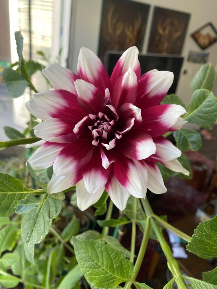 Apartment dahlia