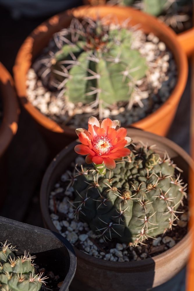 Gymnocalycium baldianum