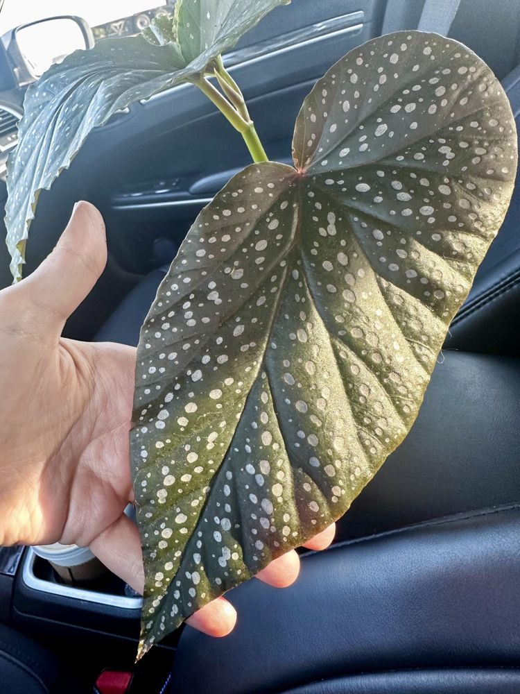 Begonia ID? Found in an unlabeled container at a local shop.