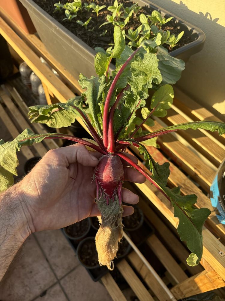 Kratky radish