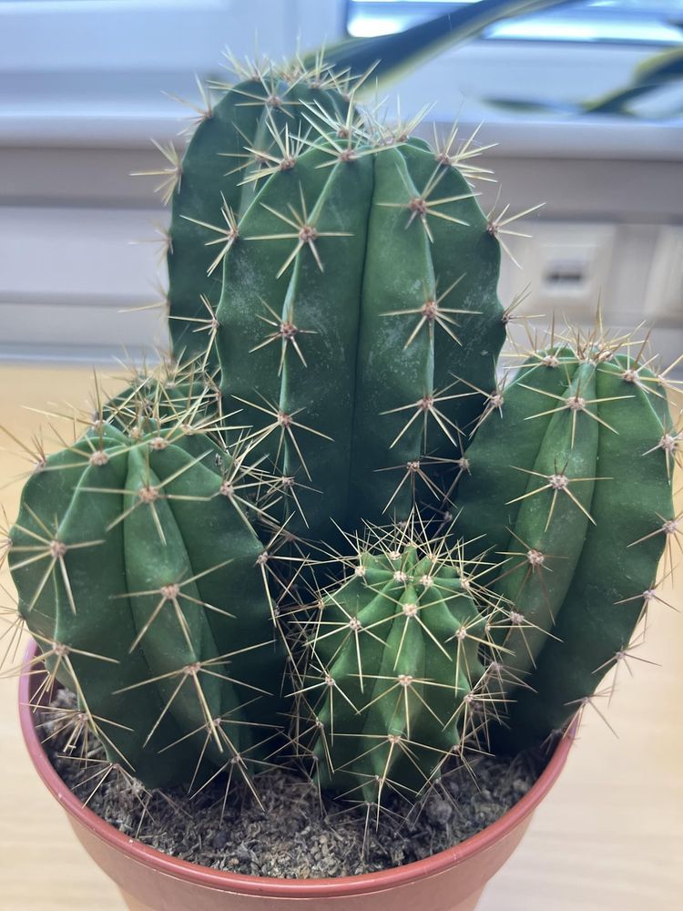 My cacti have weird white fuzz around the thorns