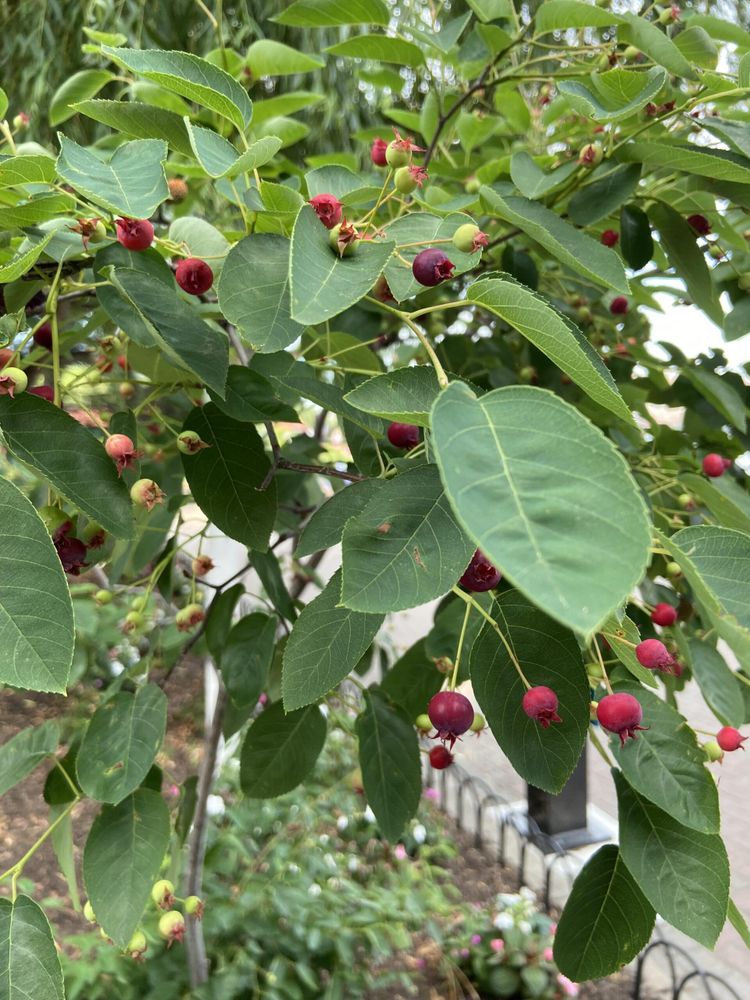 Anyone know what berry plant this is? NJ,USA