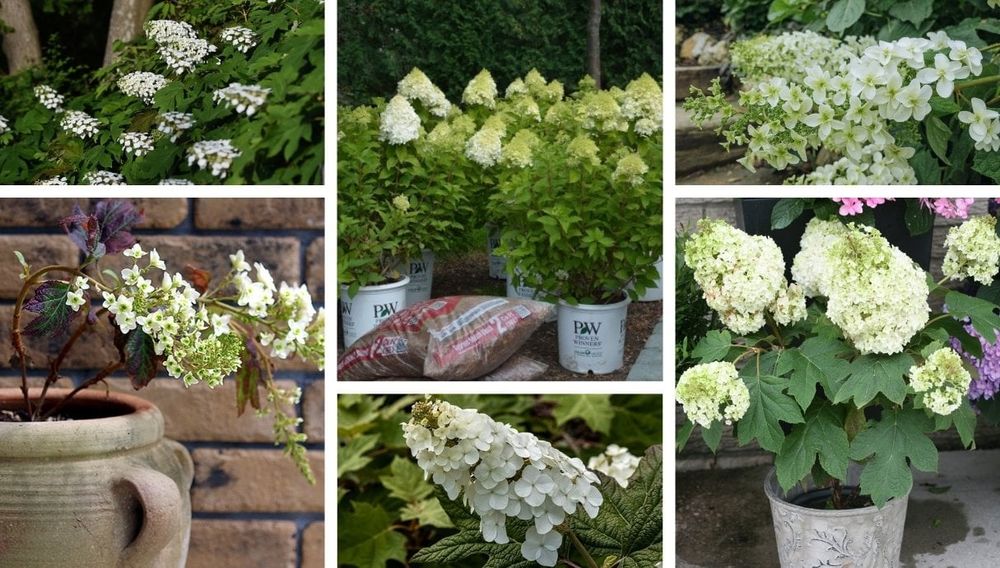 Oakleaf Hydrangea, a durable and safe for beginners flower in your garden