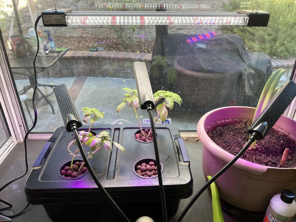 DIY countertop DWC herb setup