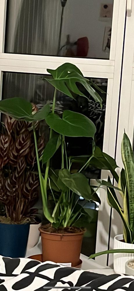 The progress my monstera has done from February when it was gifted to me ♥️ eight months 🥲🥰