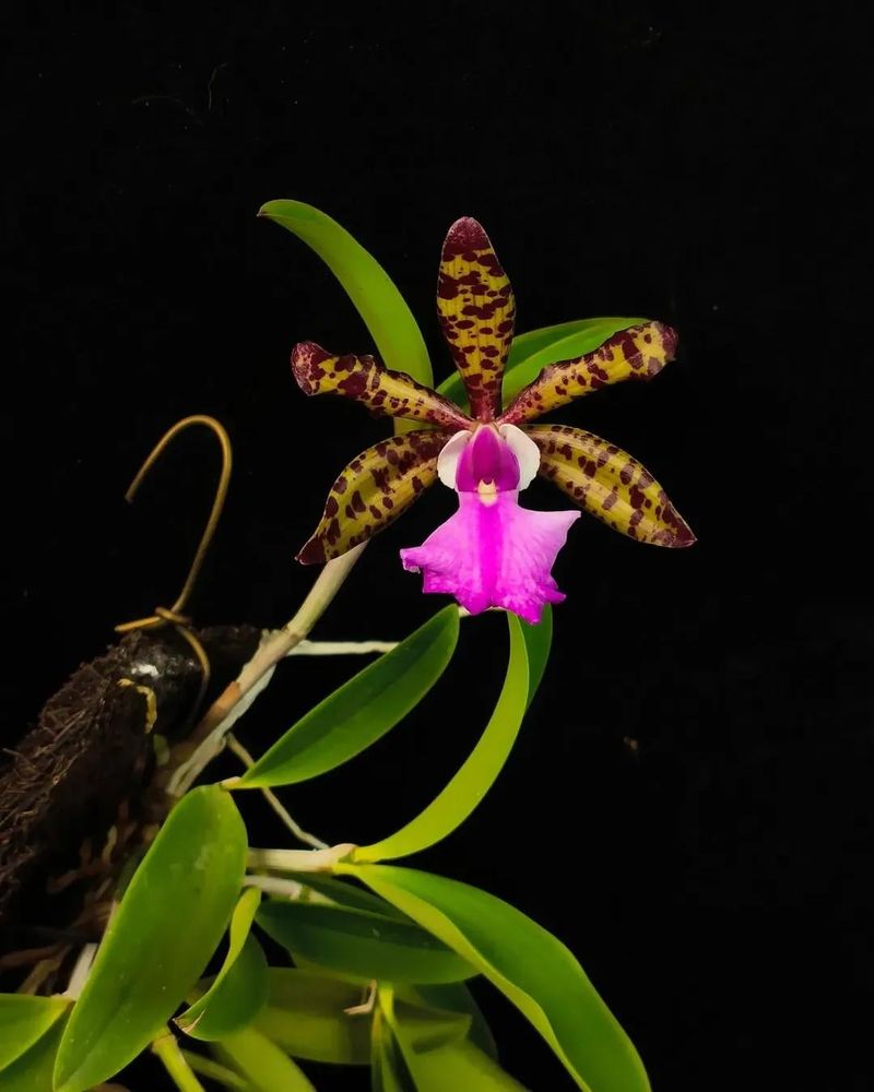 This Cattleya Orchid is so Adorable