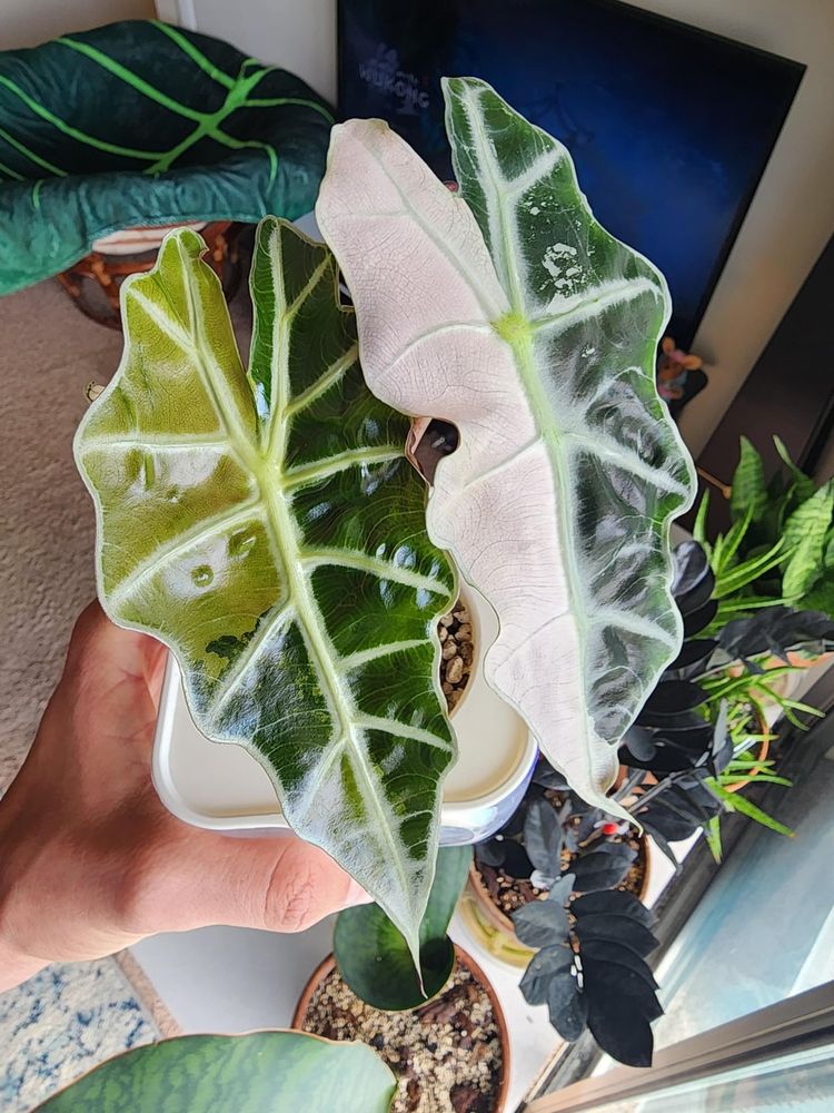 Variegated Alocasia Polly