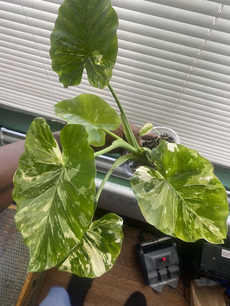 Varigated Alocasia- sheds a leaf