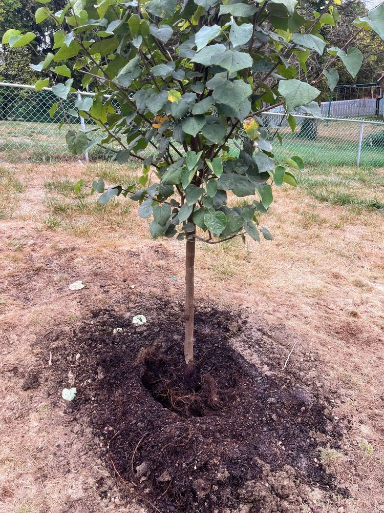 Trying to find the root flare on a recently planted tree. Please help!