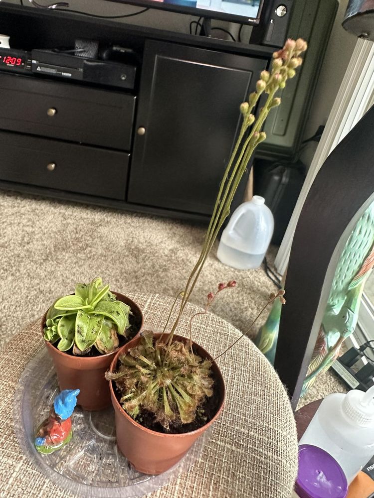 D. Spatulata help