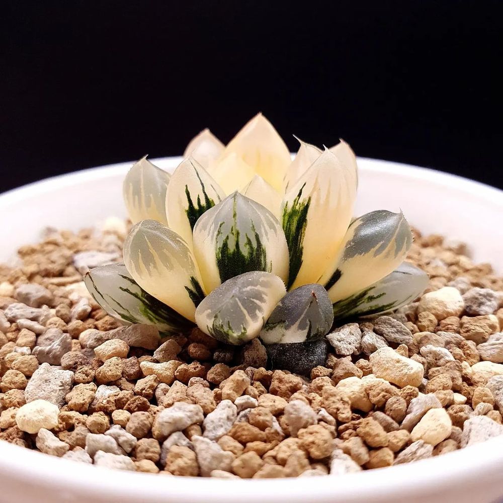 Haworthia Obtusa 'Northern lights' Variegated 北极之光锦