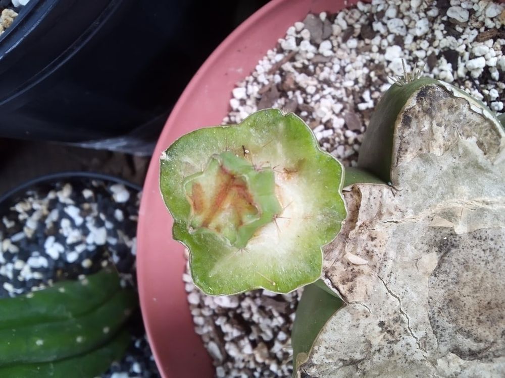 Will this graft be ok?