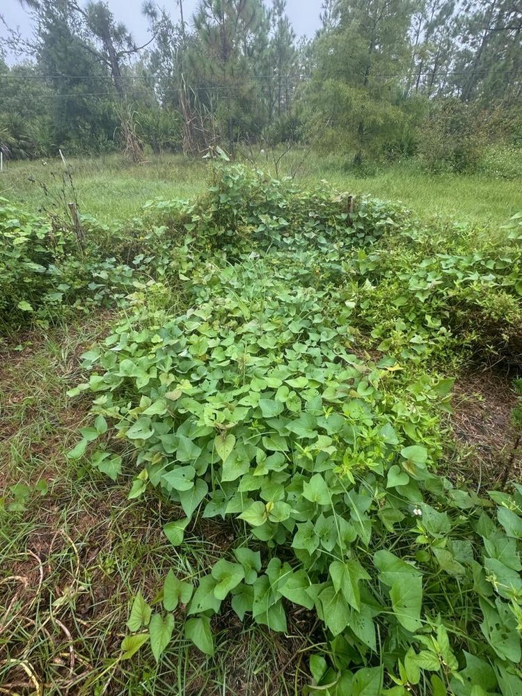 Where are my sweet potatoes? I planted the slips ~six months ago. Vine growing like crazy but no potatoes. SWFL