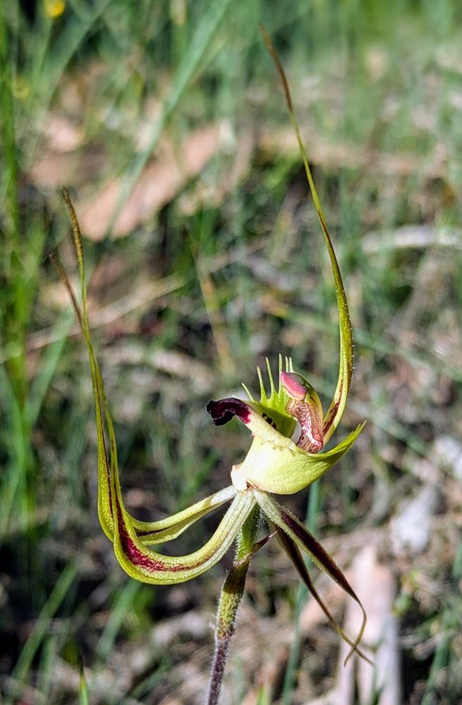 Fringed Mantis Orchid (Caledenia falcata)