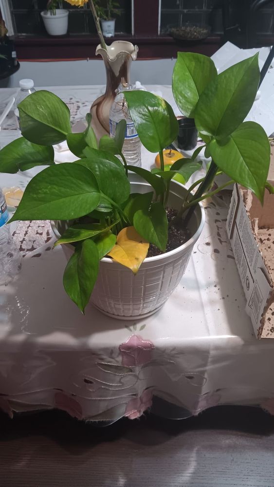 Help! My pothos are dying