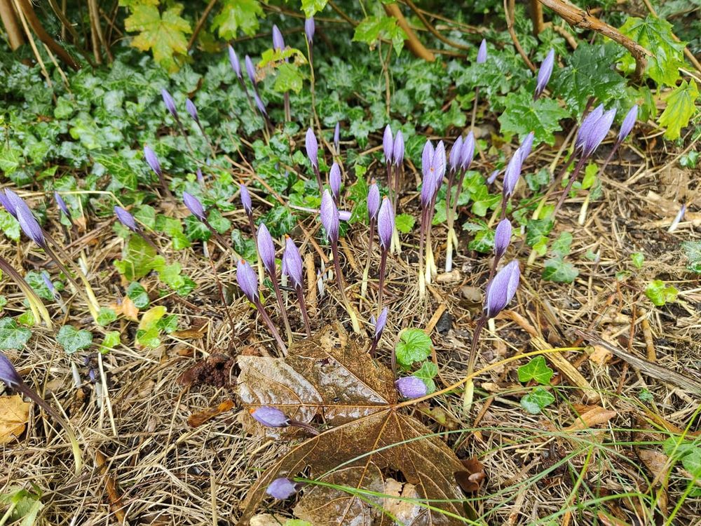 Crocus? At this time of year, in this part of the world, …