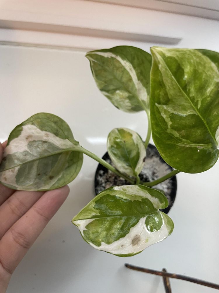 What are these spots on my pothos?