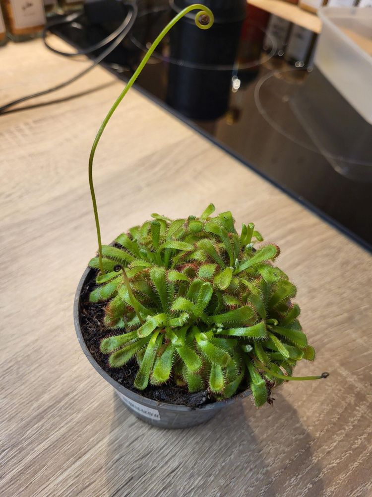 Hi, can anyone ID my drosera? Pot doesn't specify exact species, thanks in advance :)