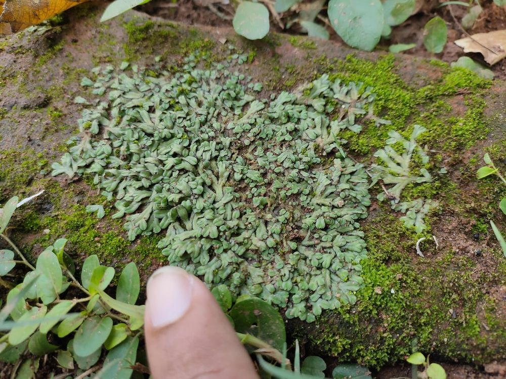 Bryophyte Identification