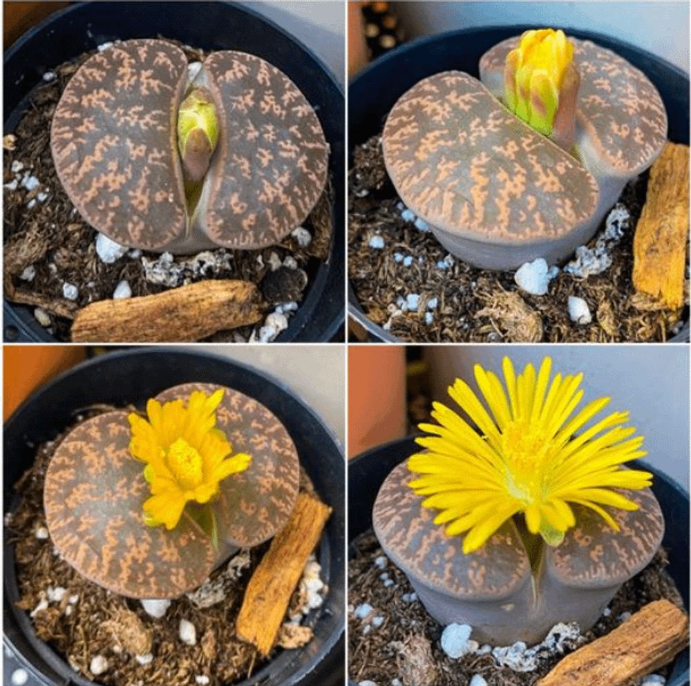 watching my lithops bloom right before my eyes