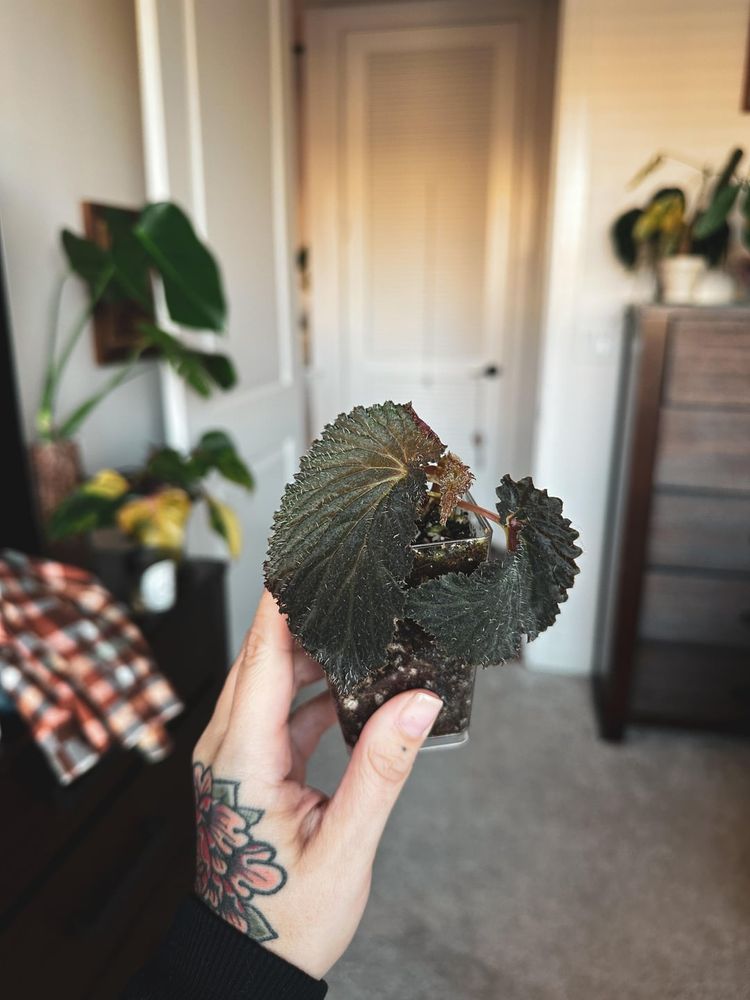 Spooky szn Begonia plant mail today 🖤✨