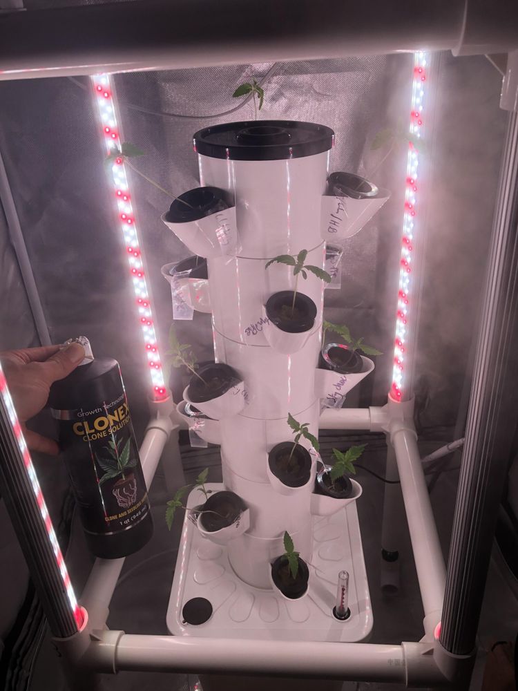 New to hydro, experimenting with free seeds and hydro tower.