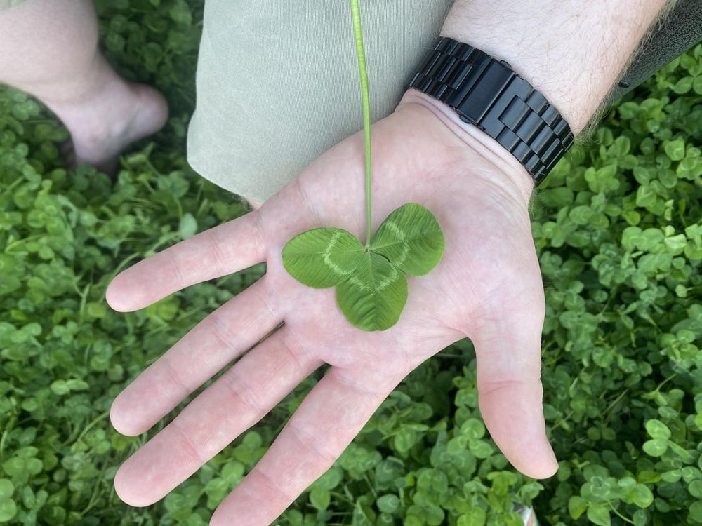 Gigantic Clover