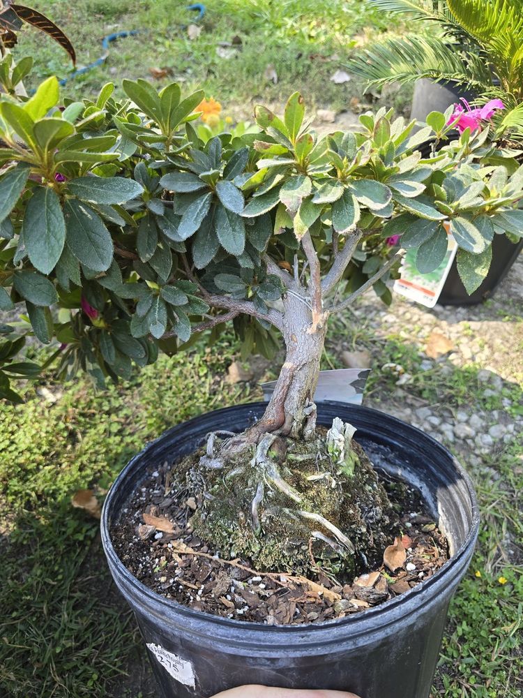 Found this azalea on the clearance rack at a nursery